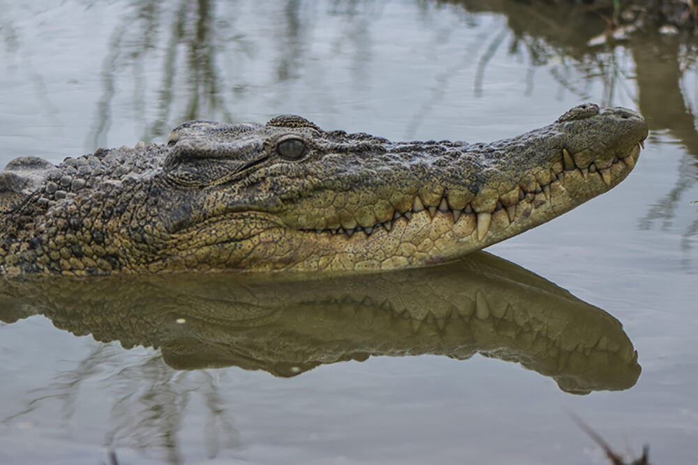 Buaya Muara (dok Mongabay)