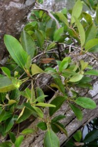 Camptostemon philippinensis