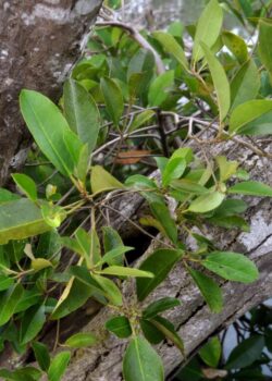 Camptostemon philippinensis