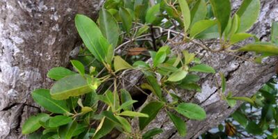 Camptostemon philippinensis