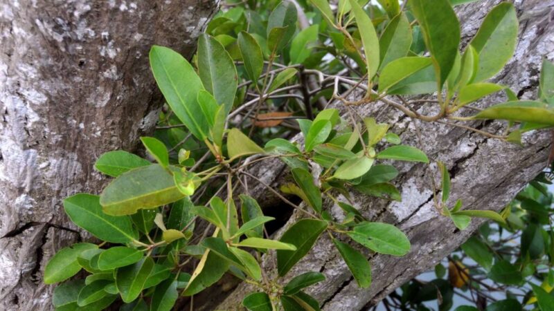Camptostemon philippinensis