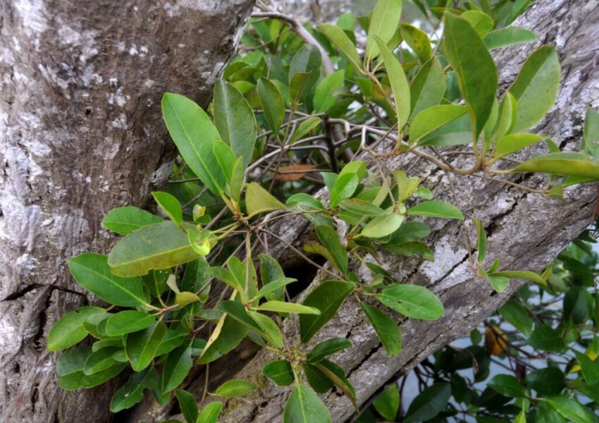 Camptostemon philippinensis
