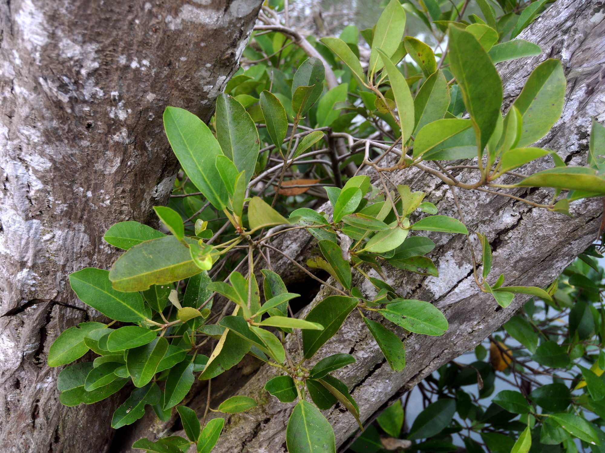 Camptostemon philippinensis