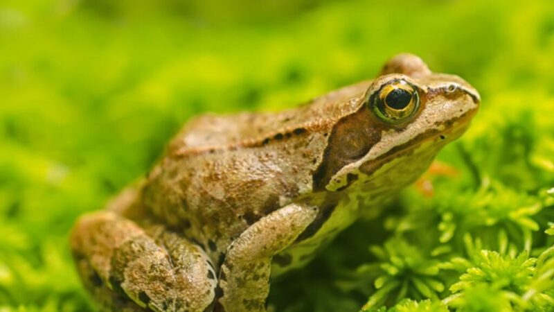 Ilustrasi Biodiversitas