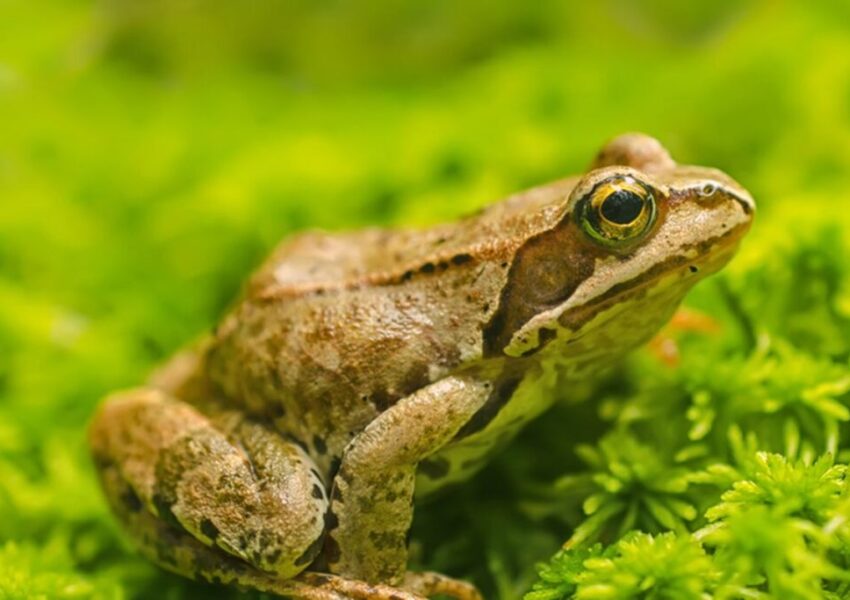 Ilustrasi Biodiversitas