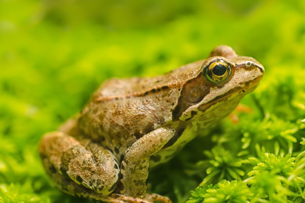 Ilustrasi Biodiversitas