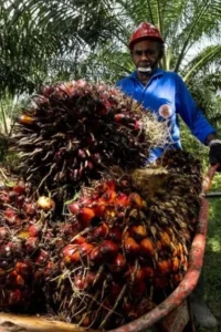Ilustrasi Petani Sawit