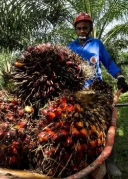 Ilustrasi Petani Sawit