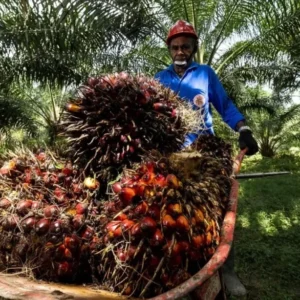 Ilustrasi Petani Sawit