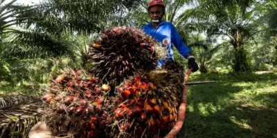 Ilustrasi Petani Sawit