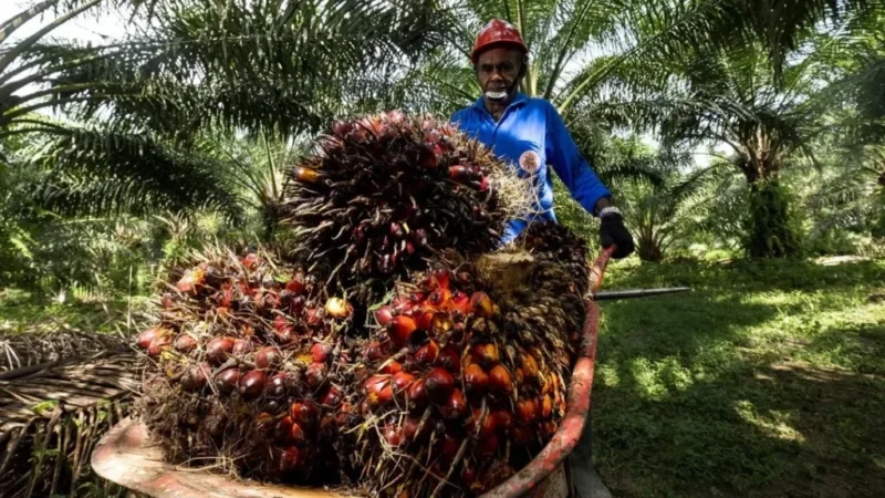 Ilustrasi Petani Sawit