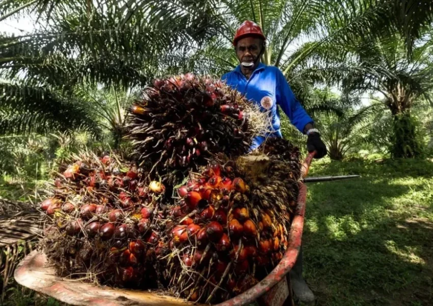Ilustrasi Petani Sawit