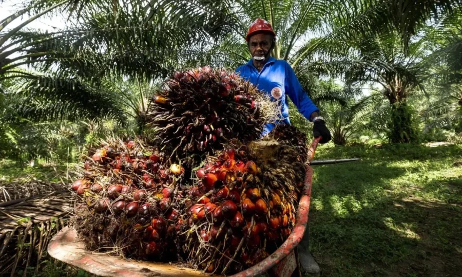Ilustrasi Petani Sawit