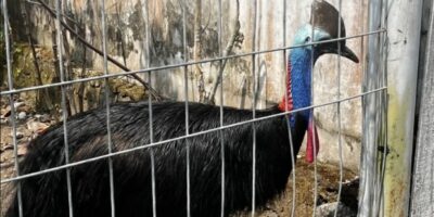 Kasuari viral di Yogyakarta. Dok BKSDA Yogyakarta