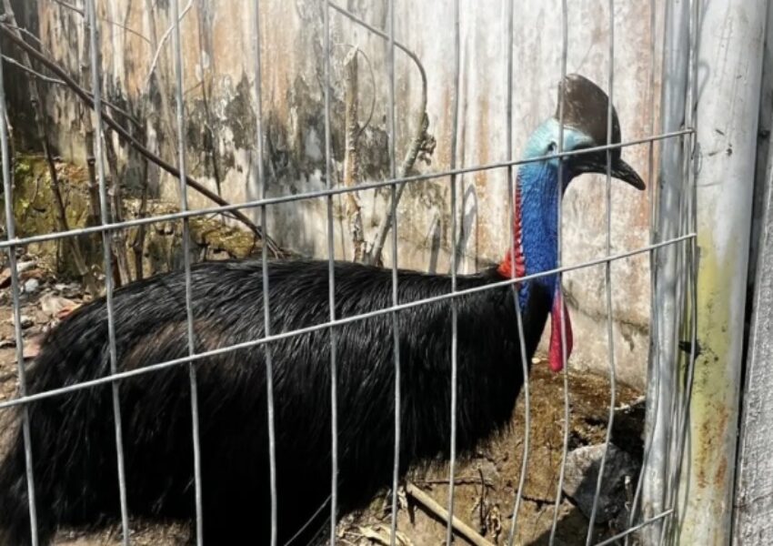 Kasuari viral di Yogyakarta. Dok BKSDA Yogyakarta