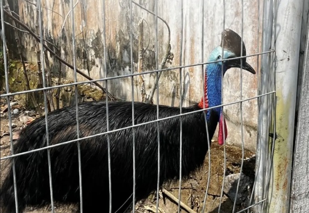 Kasuari viral di Yogyakarta. Dok BKSDA Yogyakarta