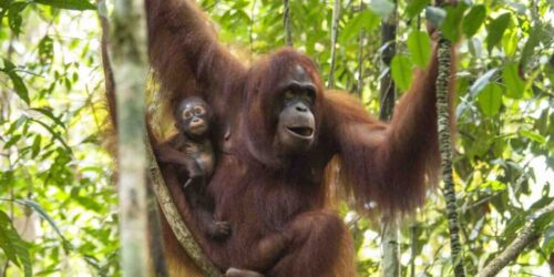 Orangutan Kalimantan, dok Heribertus Suciadi