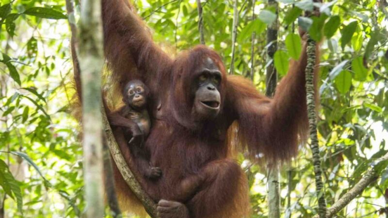Orangutan Kalimantan, dok Heribertus Suciadi