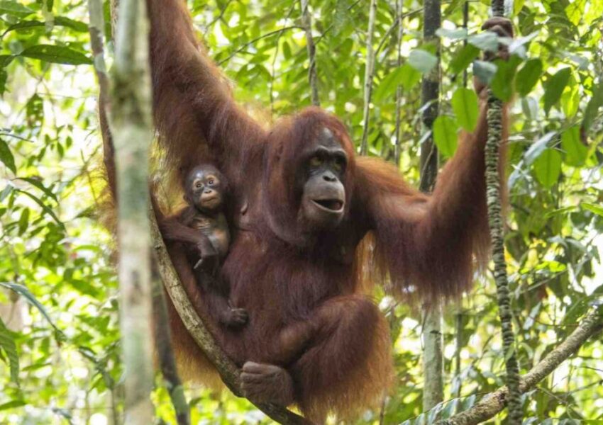 Orangutan Kalimantan, dok Heribertus Suciadi