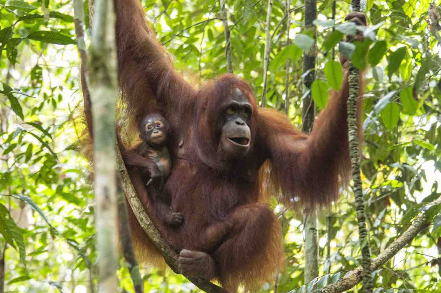 Orangutan Kalimantan, dok Heribertus Suciadi