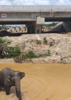 Perlintasan gajah di tol Pekanbaru. (dok HK)