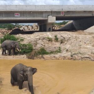 Perlintasan gajah di tol Pekanbaru. (dok HK)