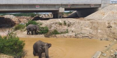 Perlintasan gajah di tol Pekanbaru. (dok HK)