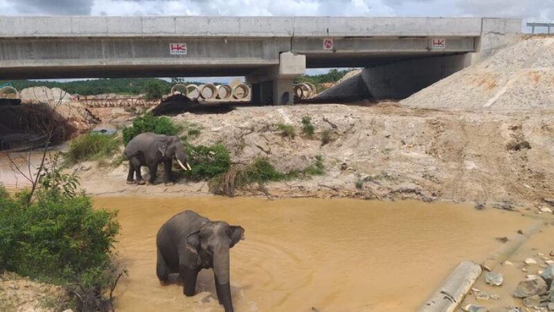 Perlintasan gajah di tol Pekanbaru. (dok HK)