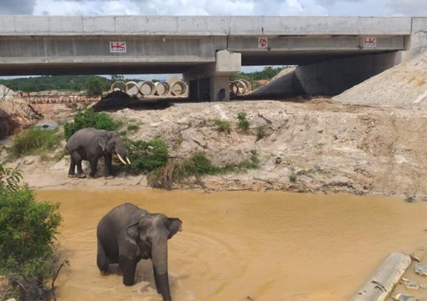 Perlintasan gajah di tol Pekanbaru. (dok HK)