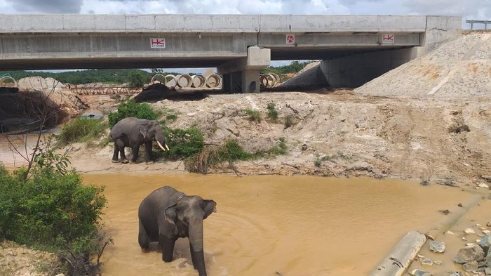 Perlintasan gajah di tol Pekanbaru. (dok HK)