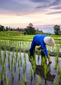 Petani Indonesia