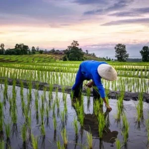Petani Indonesia