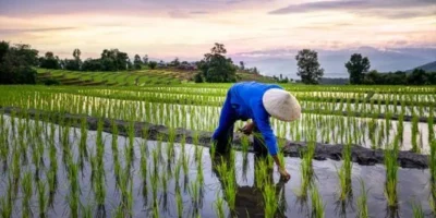 Petani Indonesia