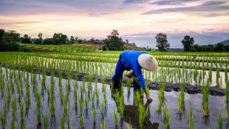 Petani Indonesia