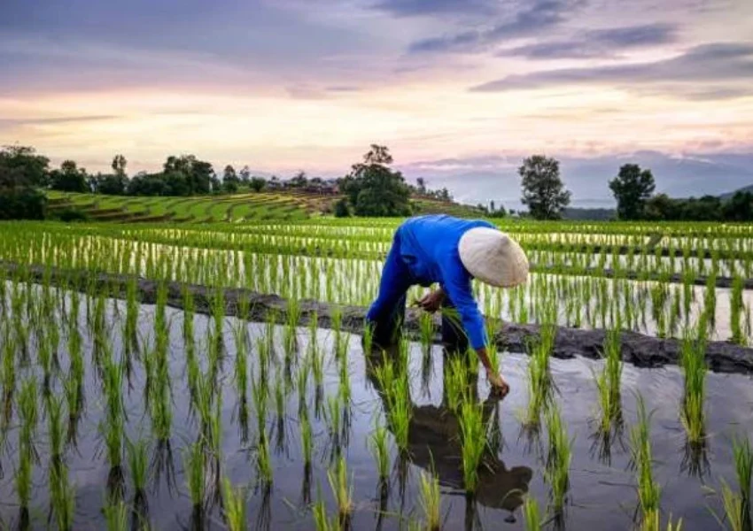 Petani Indonesia