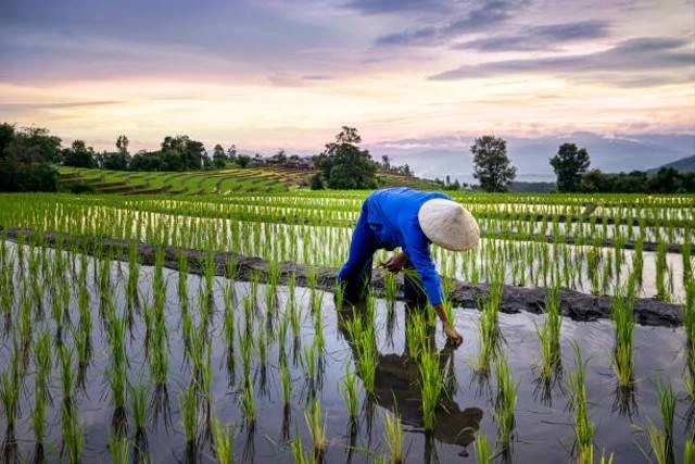 Petani Indonesia