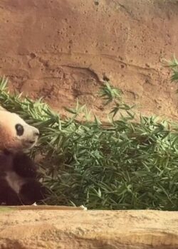 Rio, Anak Panda kelahiran Indonesia