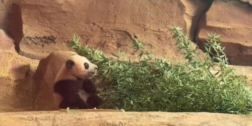 Rio, Anak Panda kelahiran Indonesia