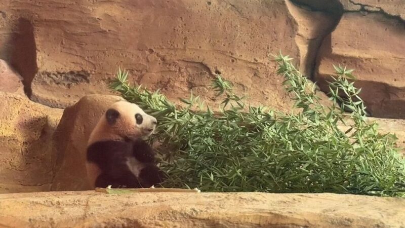 Rio, Anak Panda kelahiran Indonesia