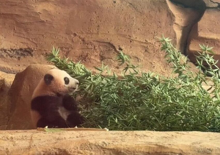Rio, Anak Panda kelahiran Indonesia