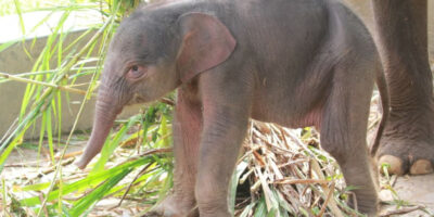 anak gajah yang lahir di Lembah Hijau Lampung