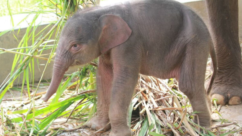 anak gajah yang lahir di Lembah Hijau Lampung