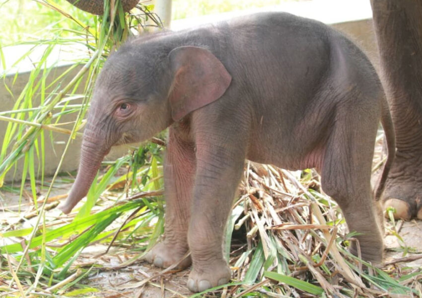 anak gajah yang lahir di Lembah Hijau Lampung