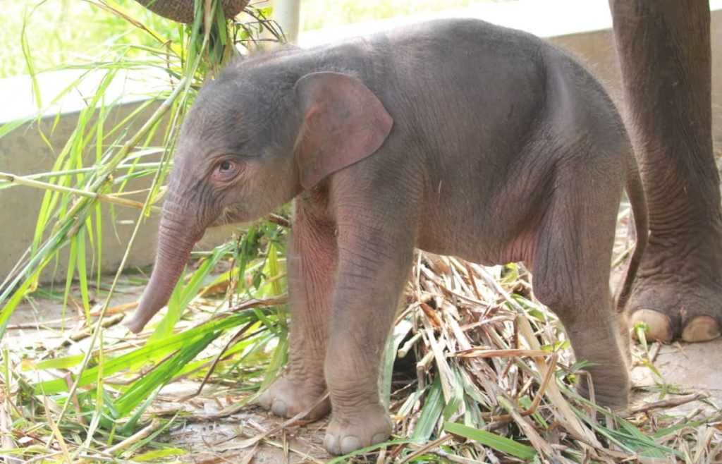 anak gajah yang lahir di Lembah Hijau Lampung