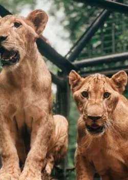 Dok instagram Surabaya Zoo