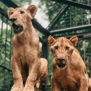 Dok instagram Surabaya Zoo