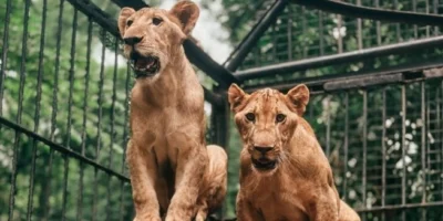 Dok instagram Surabaya Zoo