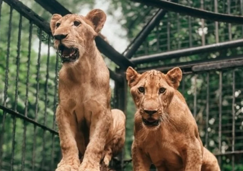 Dok instagram Surabaya Zoo