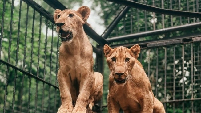 Dok instagram Surabaya Zoo