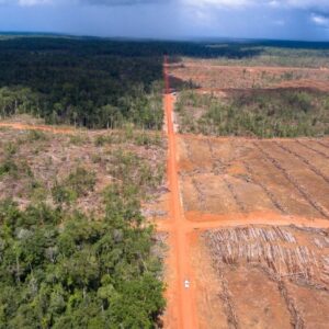 Hutan untuk Kebun Sawit di Papua (Yayasan Pusaka)